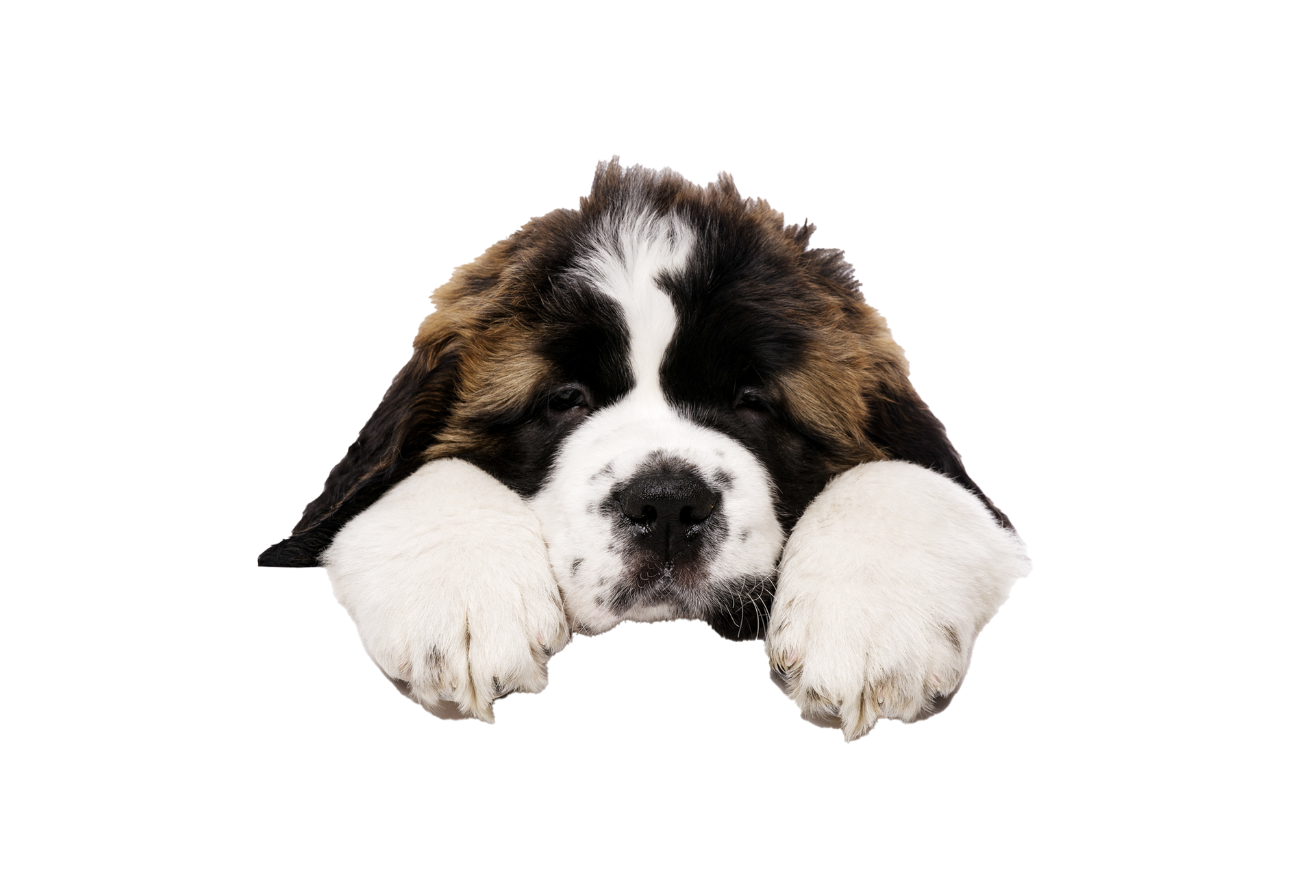 Saint Bernard puppy with paws resting, looking directly at the viewer.