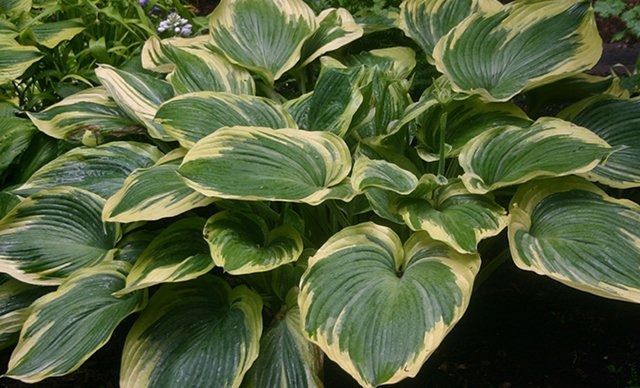 Hostas