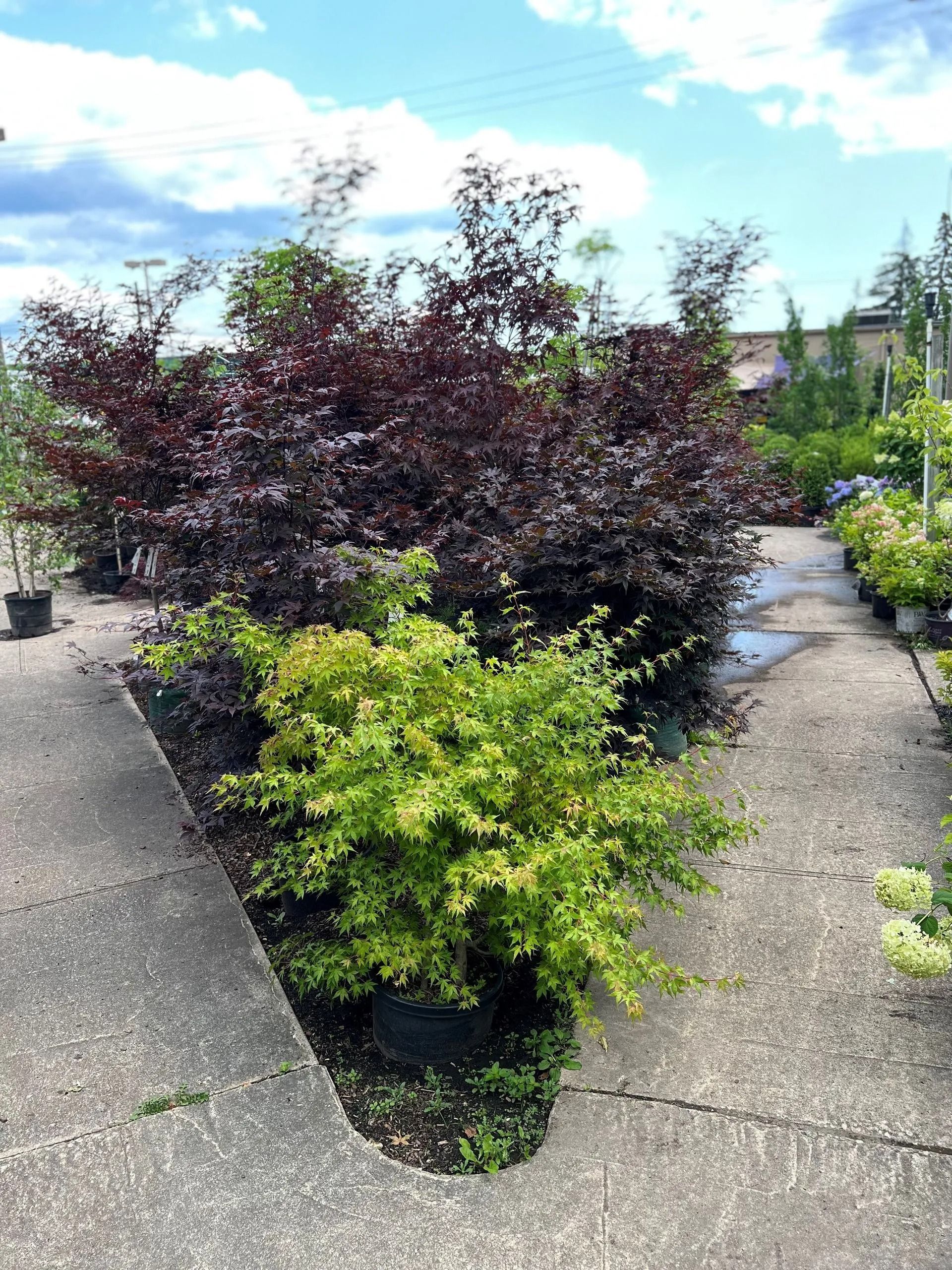 A nursery with concrete paths. Dark red and bright green bushes are the focus, under a partly cloudy sky.