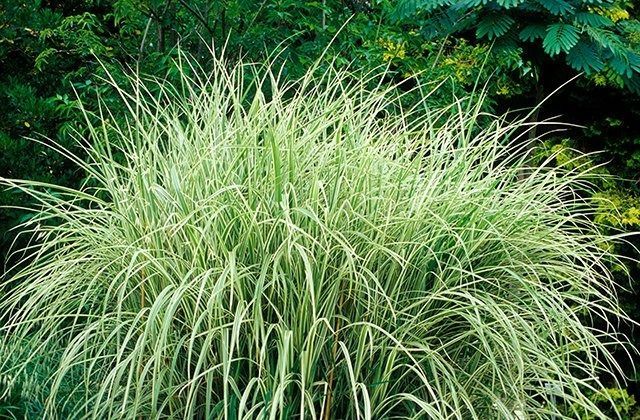 Ornamental Grasses