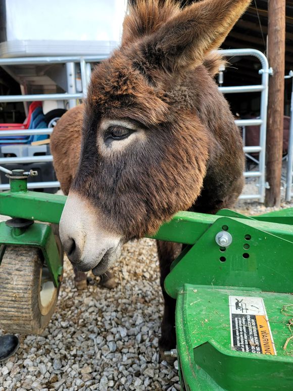 Donkey staring straight at the camera — Ringgold, GA — Sanctuary Hill, Inc.