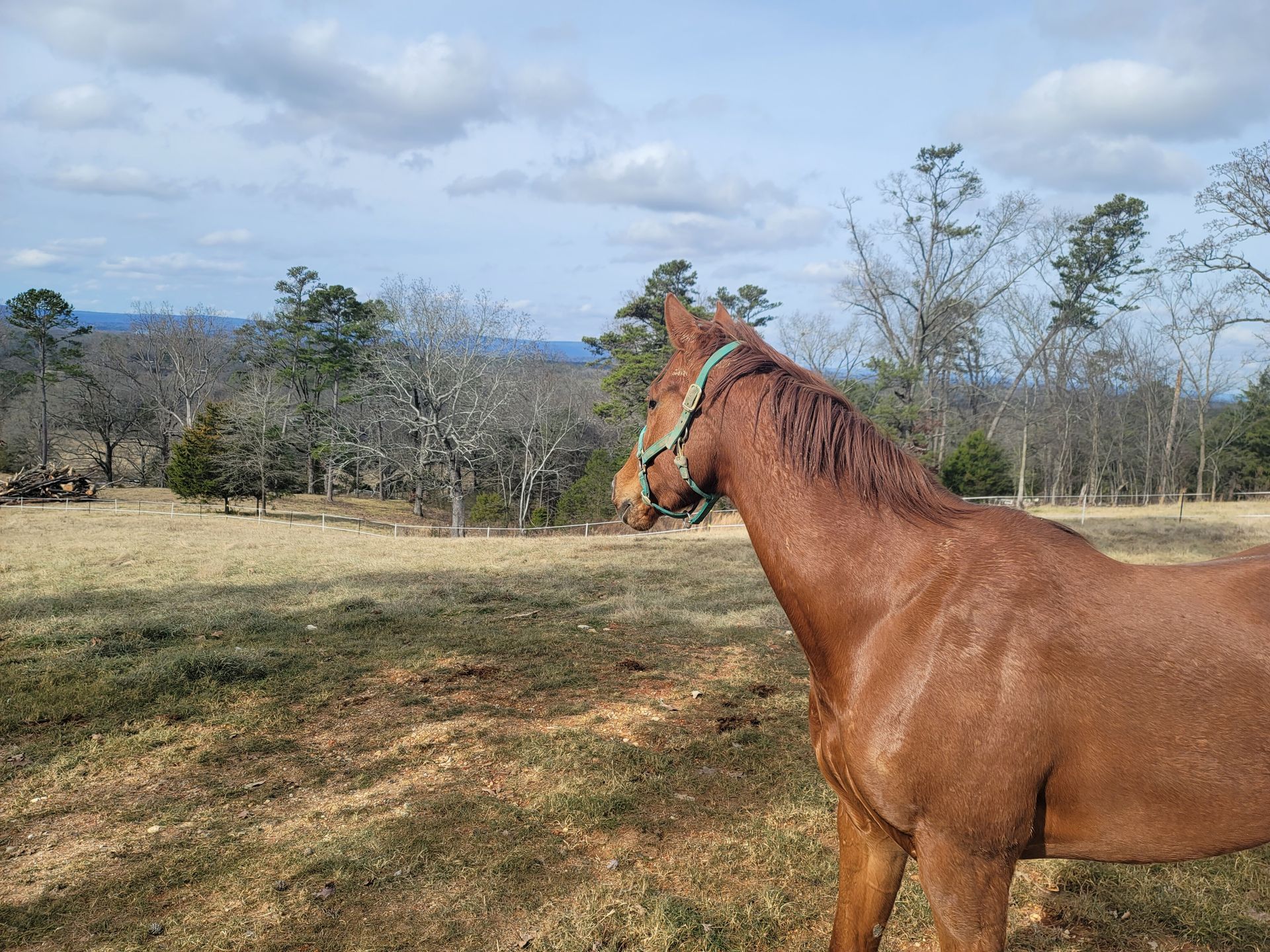 A mother horse and her child — Ringgold, GA — Sanctuary Hill, Inc.