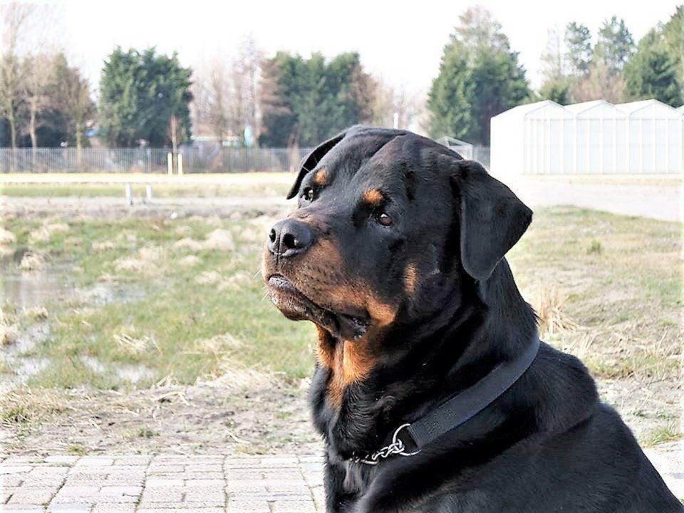 Fiero van Angfiero - Rottweiler Kennel Angfiero