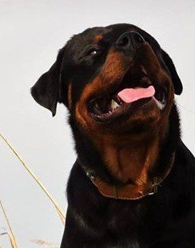 Boris van Angfiero  - Rottweiler