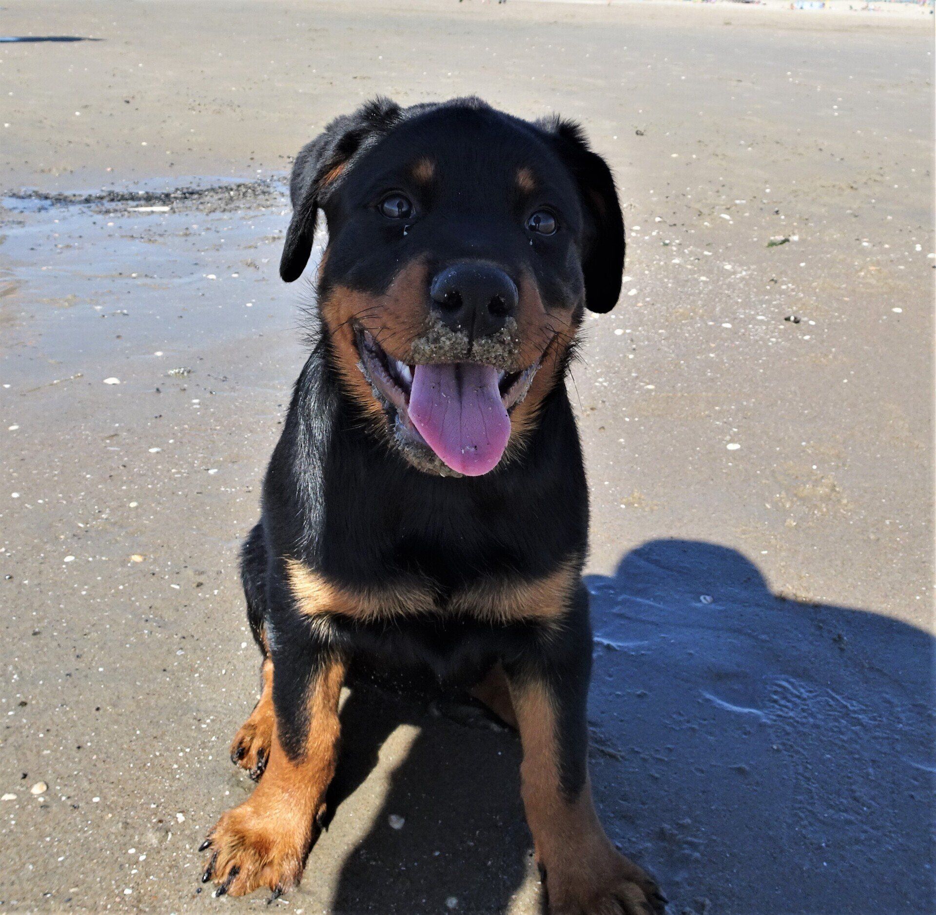 Yarah Van Axelquin - Rottweiler