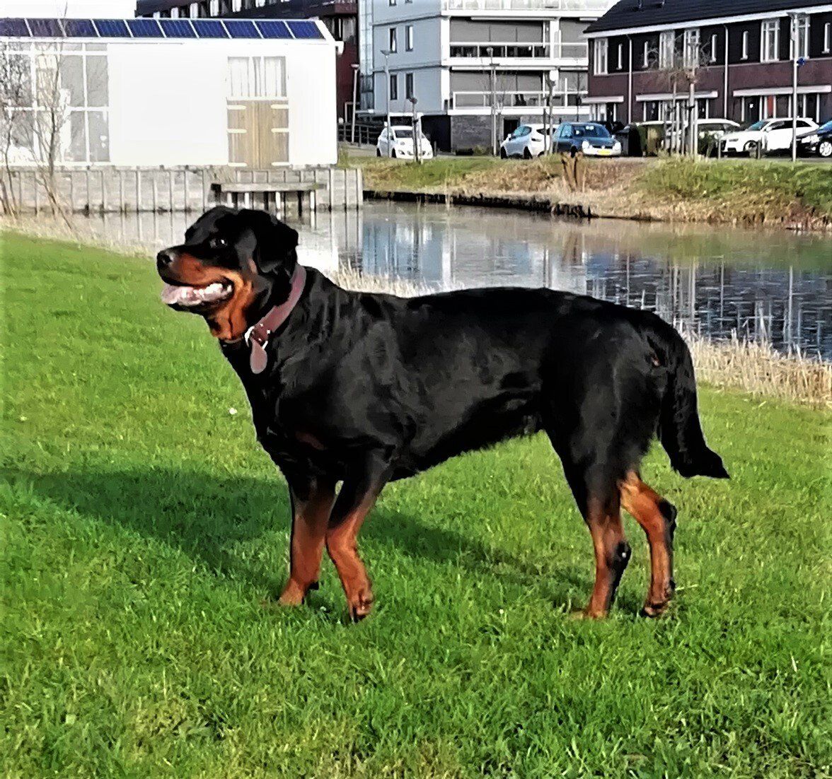 Zimra Barones van Angfiero - Rottweiler