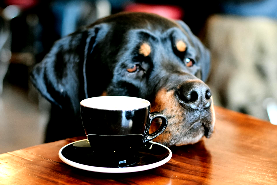 Rangorde En Roedelregels Bij De Rottweiler