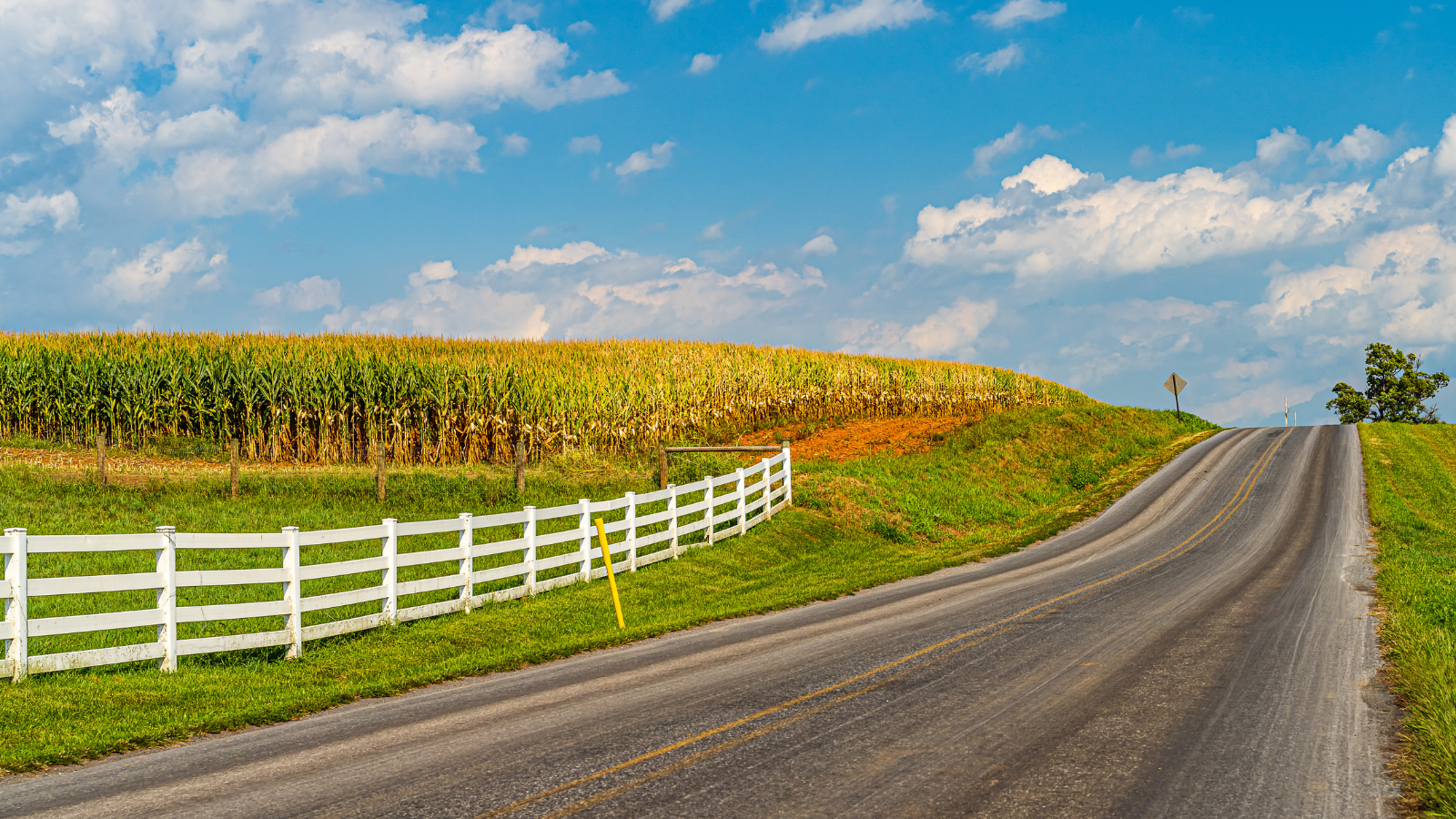 A country road with a white fence going through a corn field.