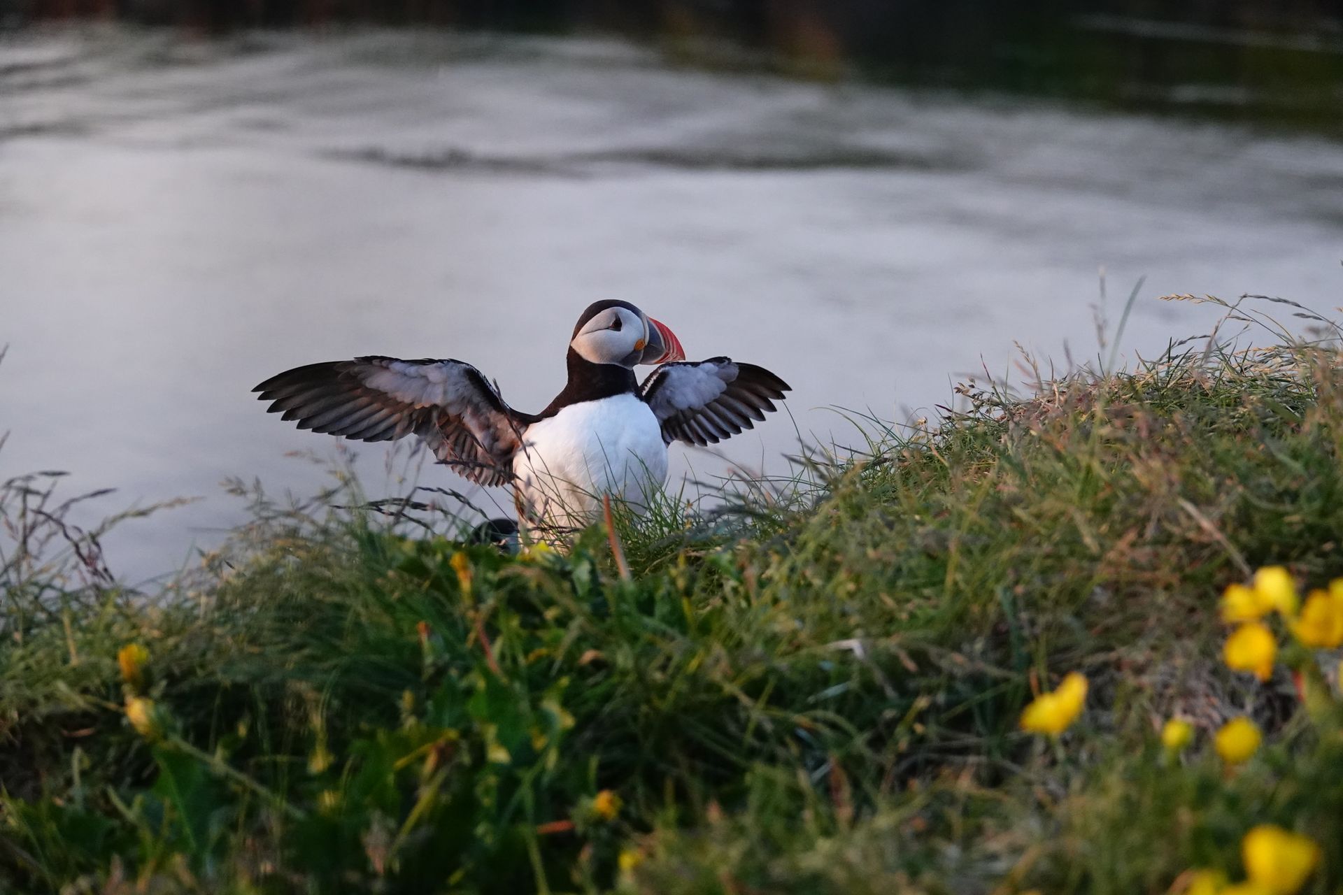 Puffin with colorful beak perched on a grassy ledge.
