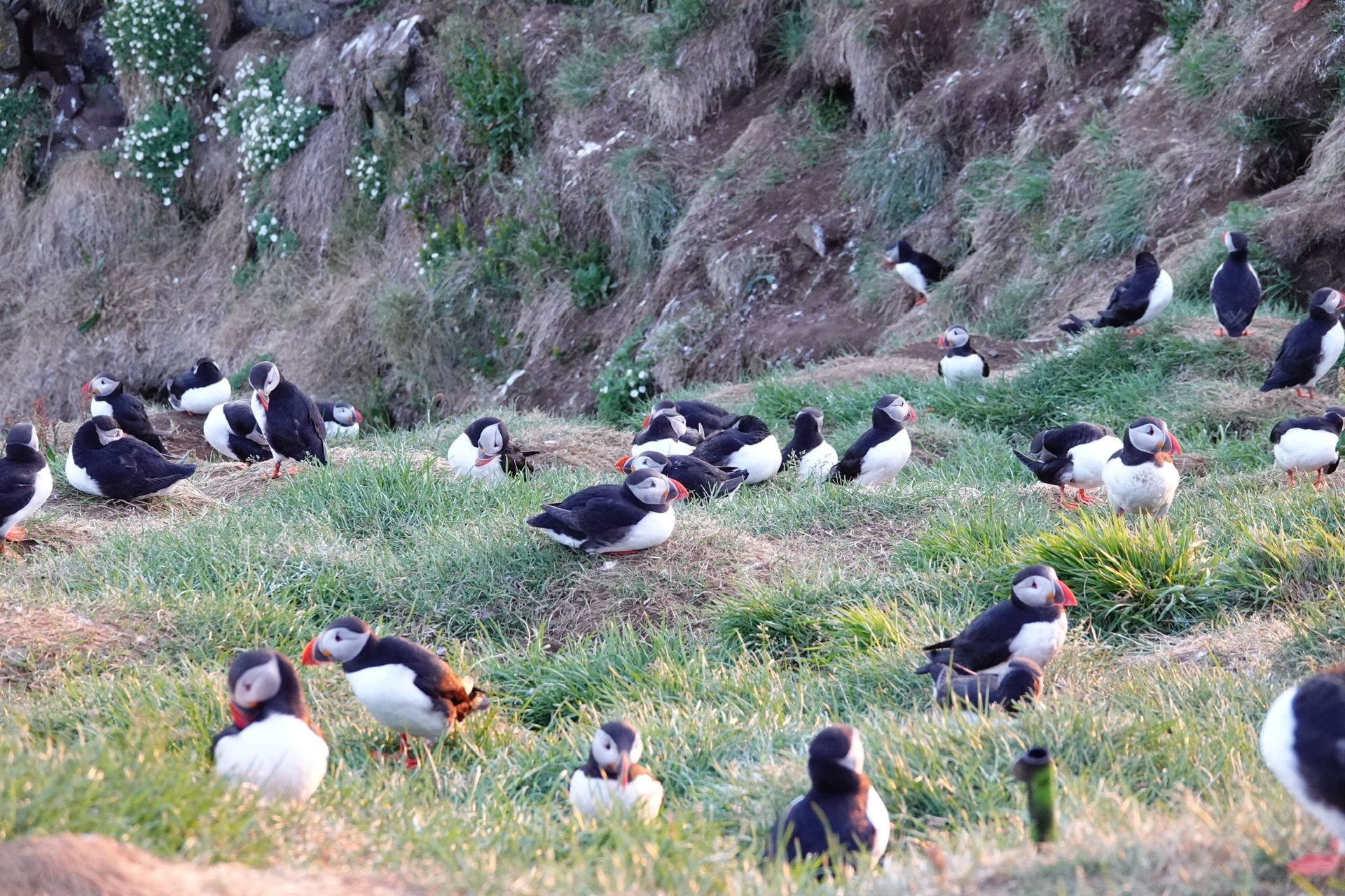 Atlantic Puffins at the Hafnarhólmi colony in Borgarfjörður Eystri, East Iceland.