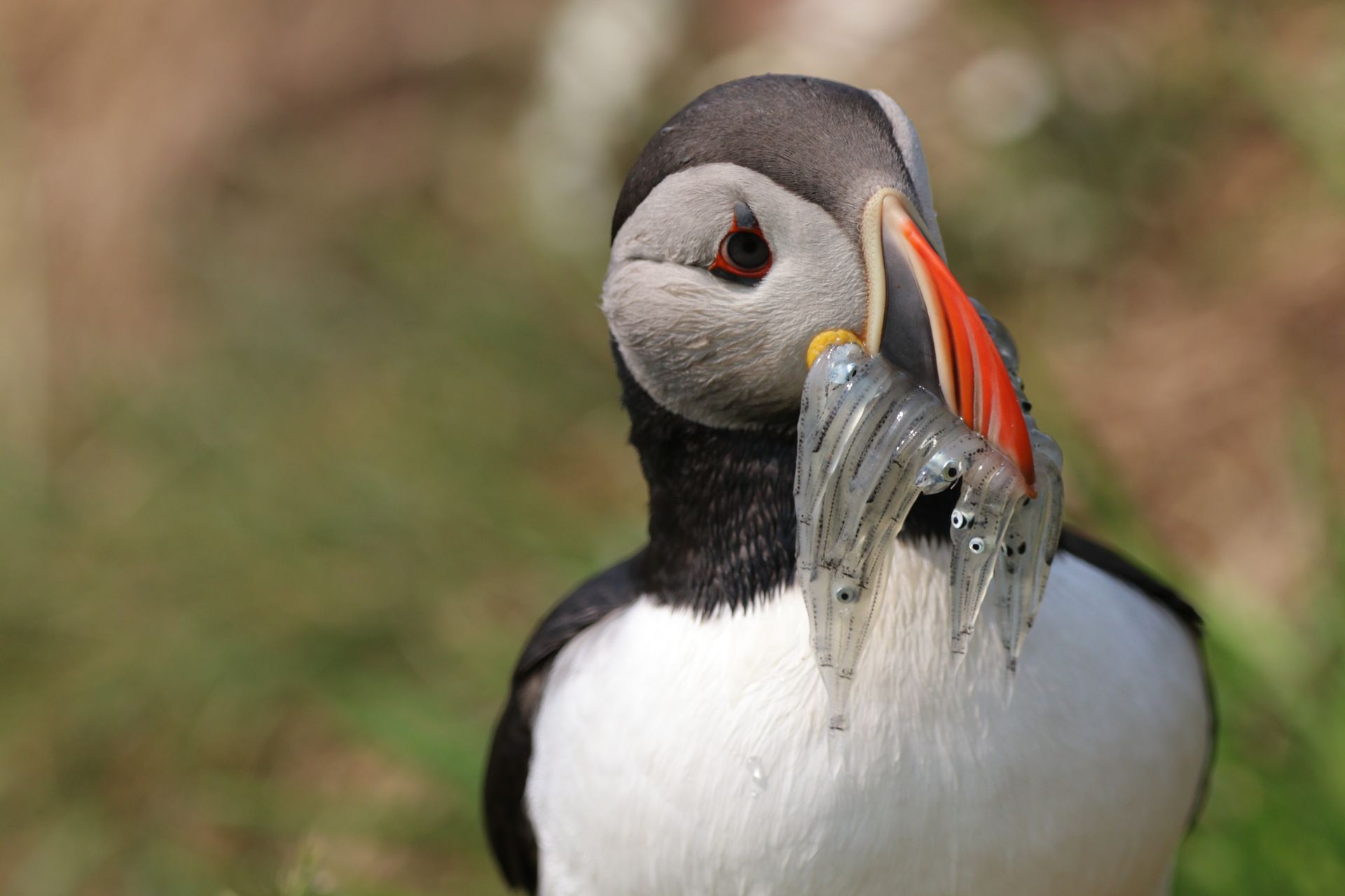 Atlantic Puffin at the Hafnarhólmi colony in Borgarfjörður Eystri, East Iceland.