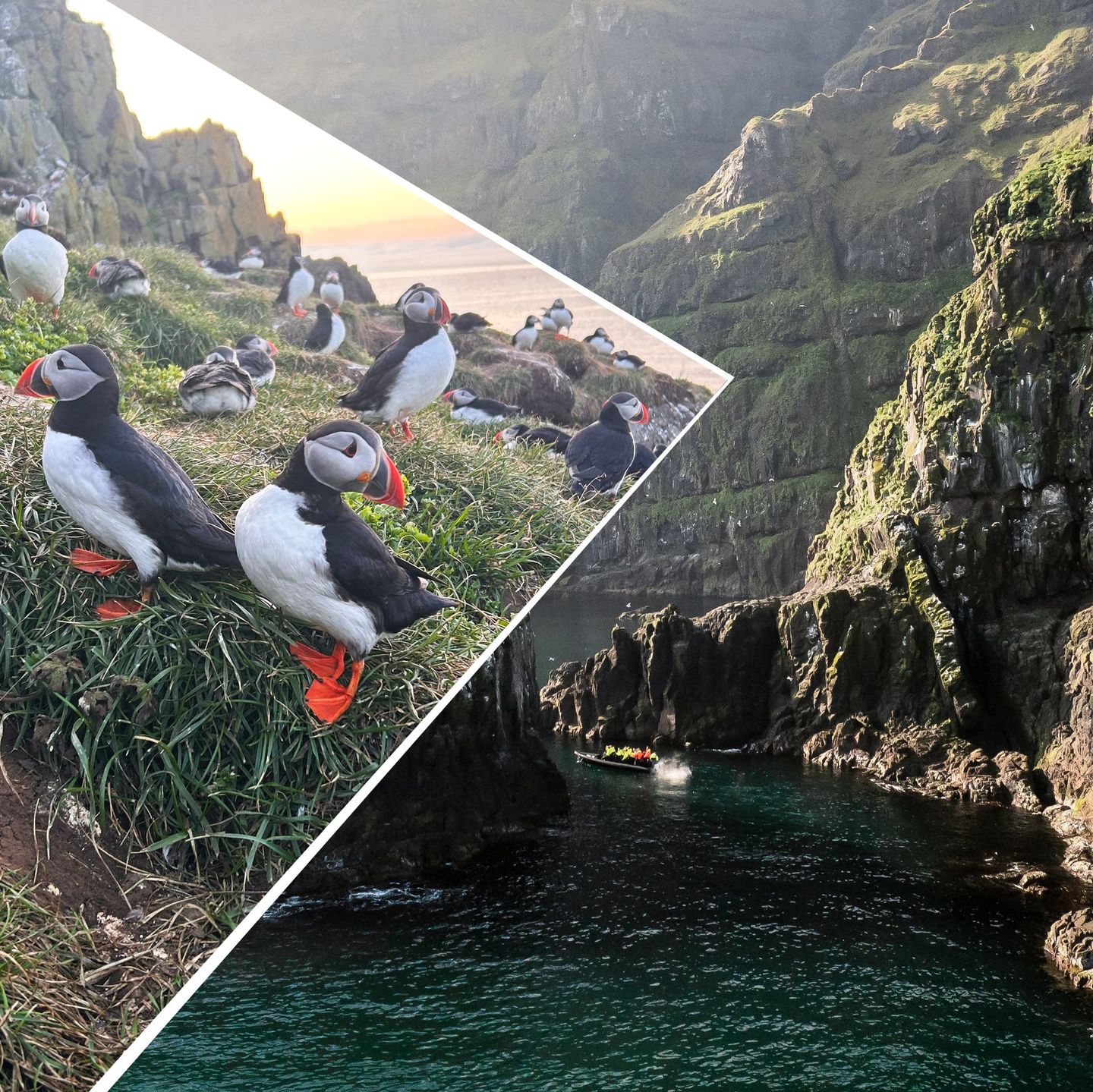 Close-up of an Icelandic Puffin, as seen on a Puffin Adventures nature tour.