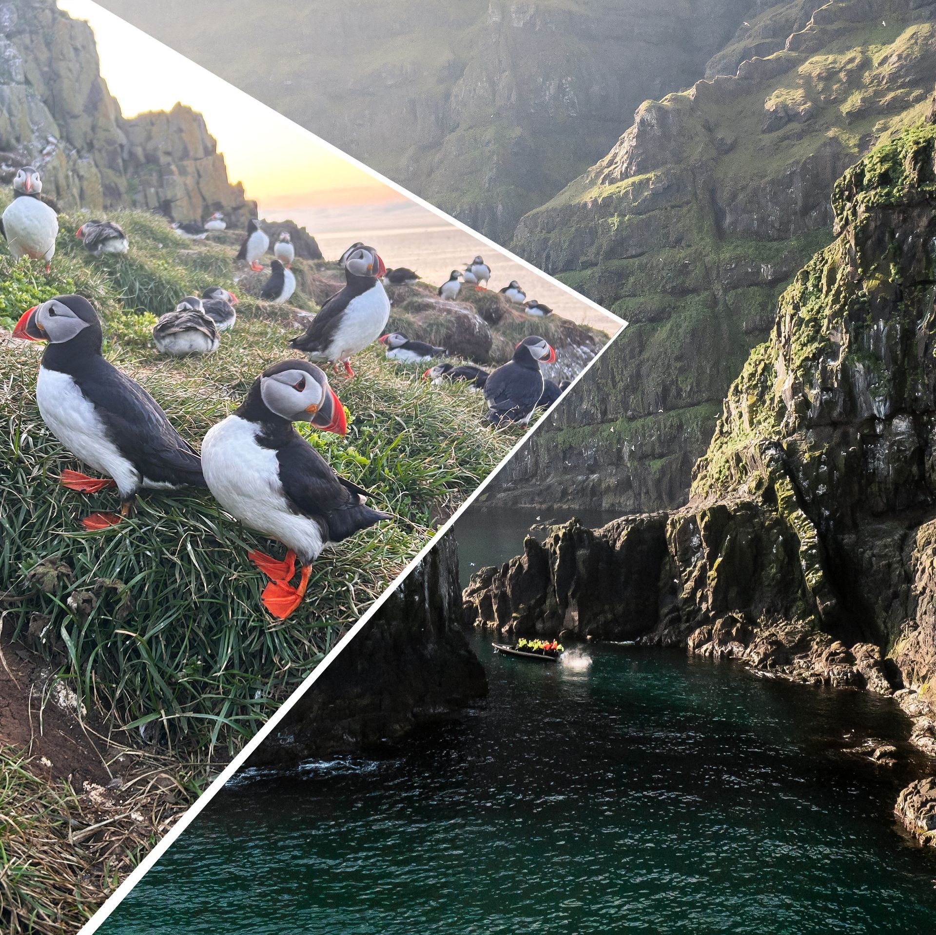 Close-up of an Icelandic Puffin, as seen on a Puffin Adventures nature tour.