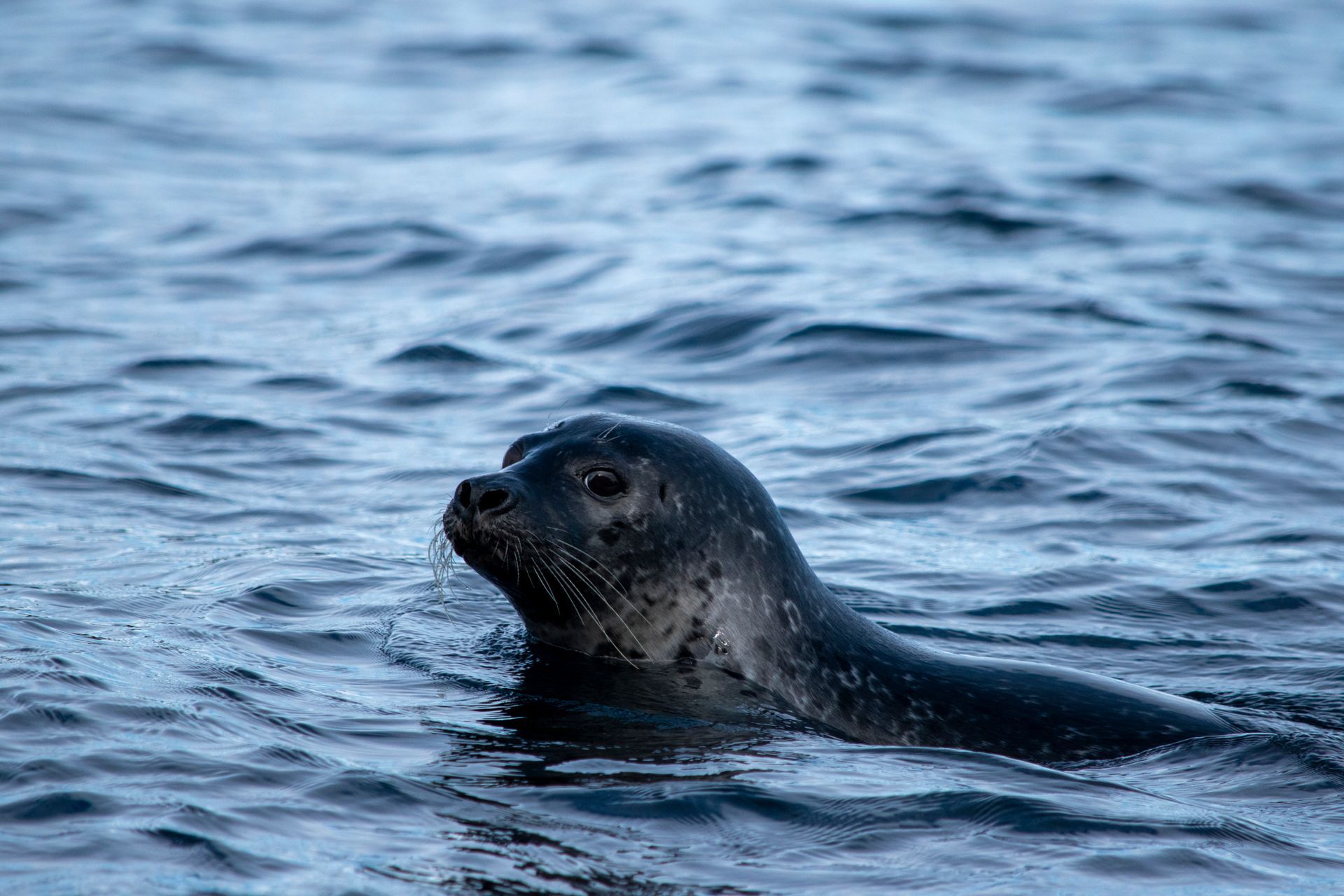 Seal in Borgarfjörður