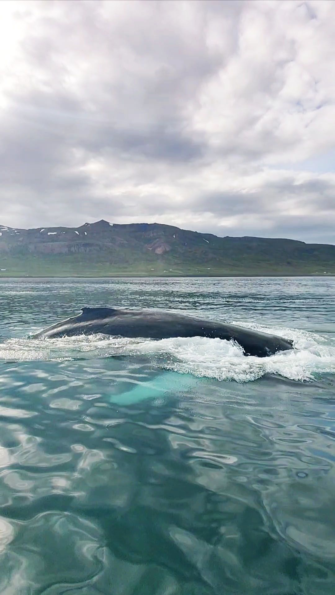 Majestic humpback whale swimming in the clear waters of Borgarfjörður Eystri