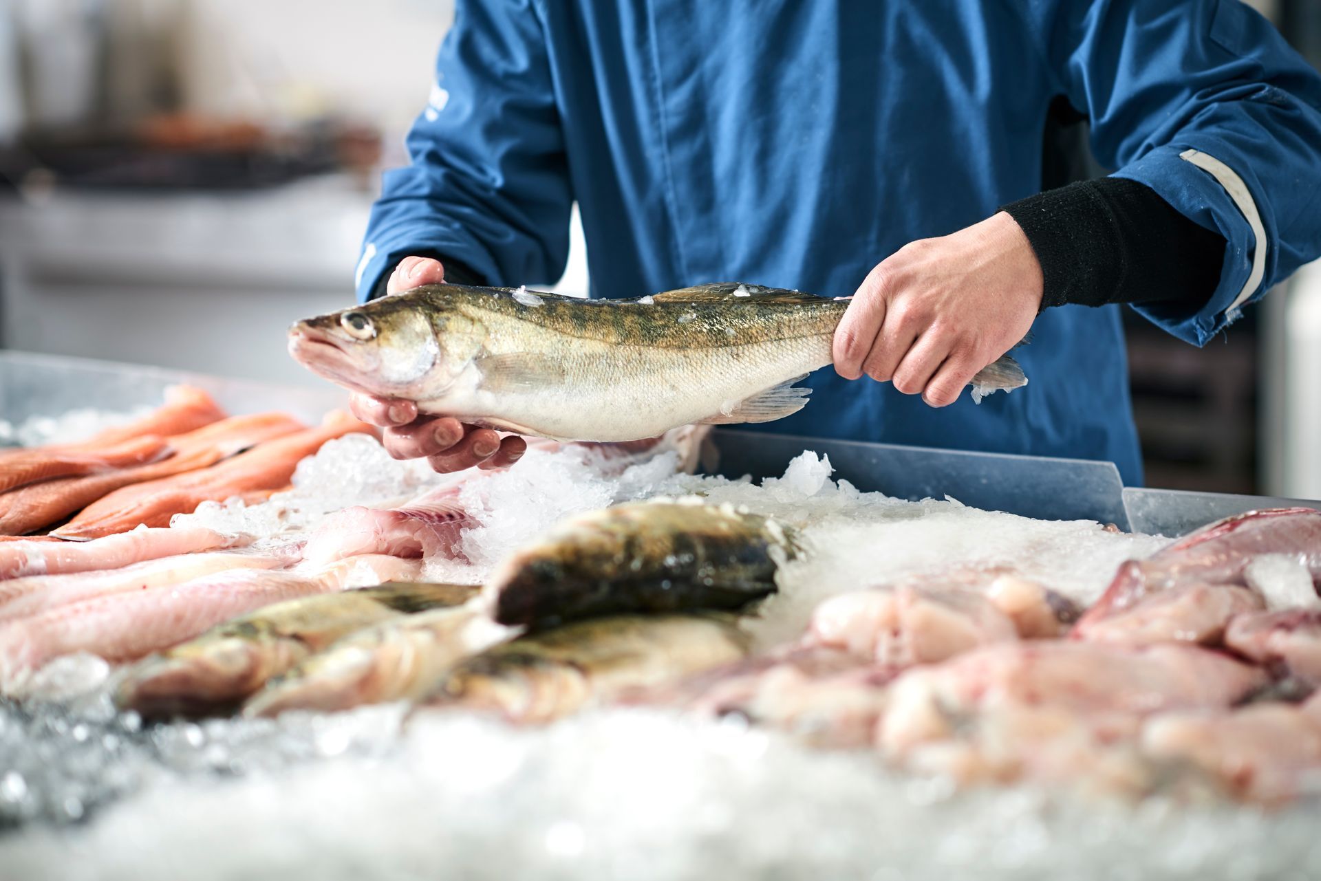 Fishmonger holding a fresh fish over ice at a seafood market with shrimp and other fish displayed Fishmonger holding a fresh fish over ice at a seafood market with shrimp and other fish displayed