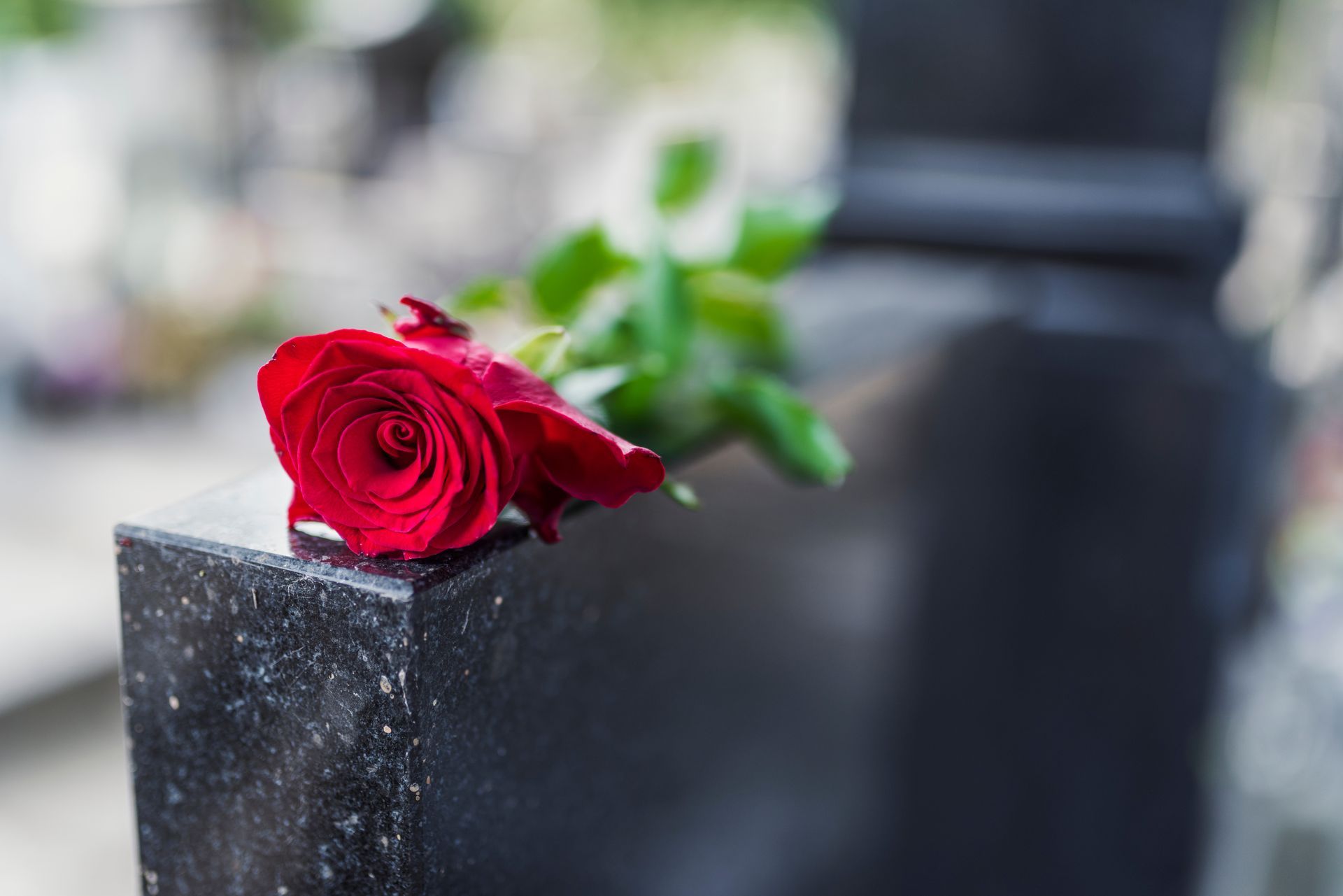 A single red rose rests on a polished black gravestone in a cemetery.
