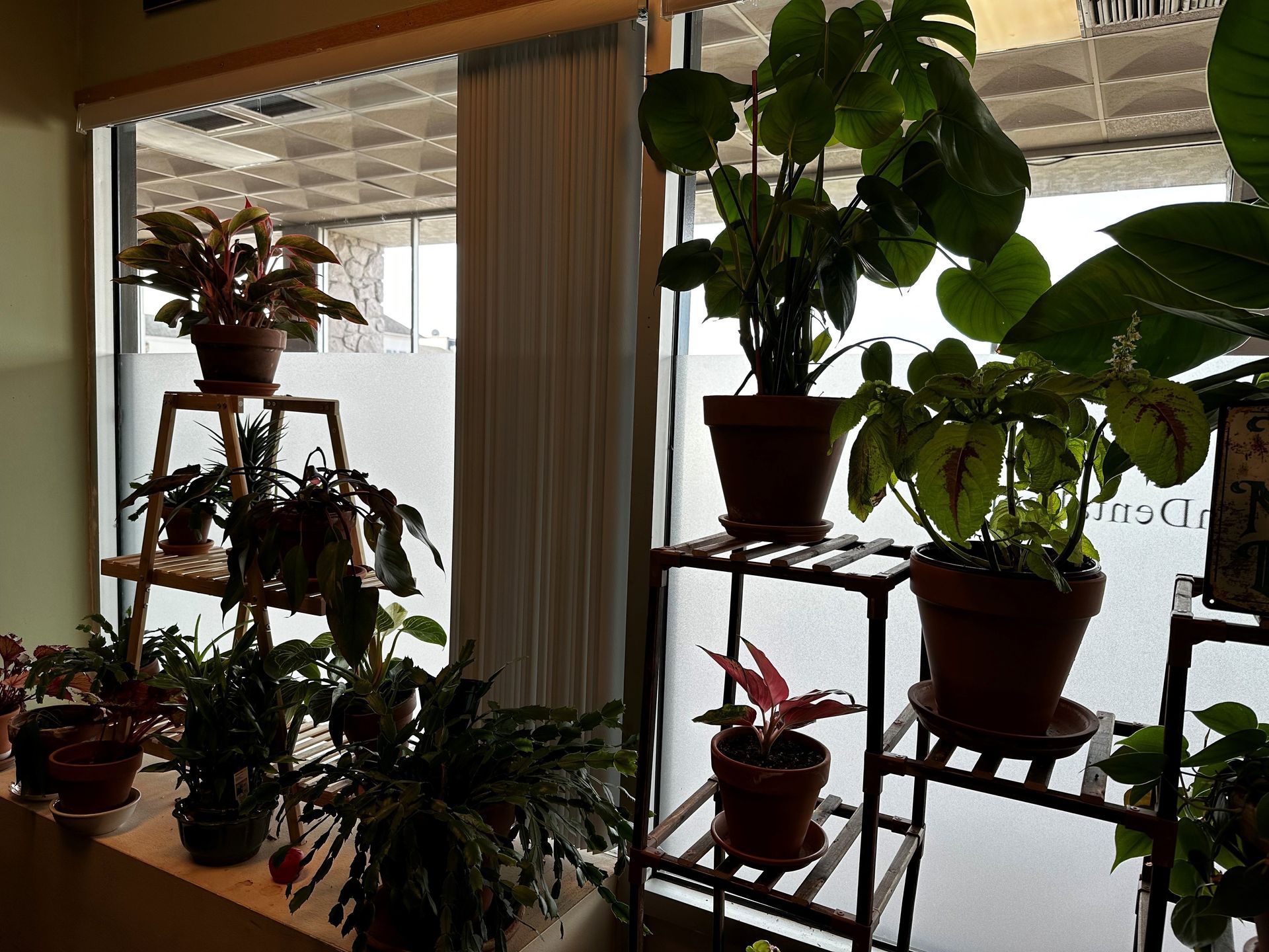 Plants in various pots on shelves and windowsill in front of a frosted window.