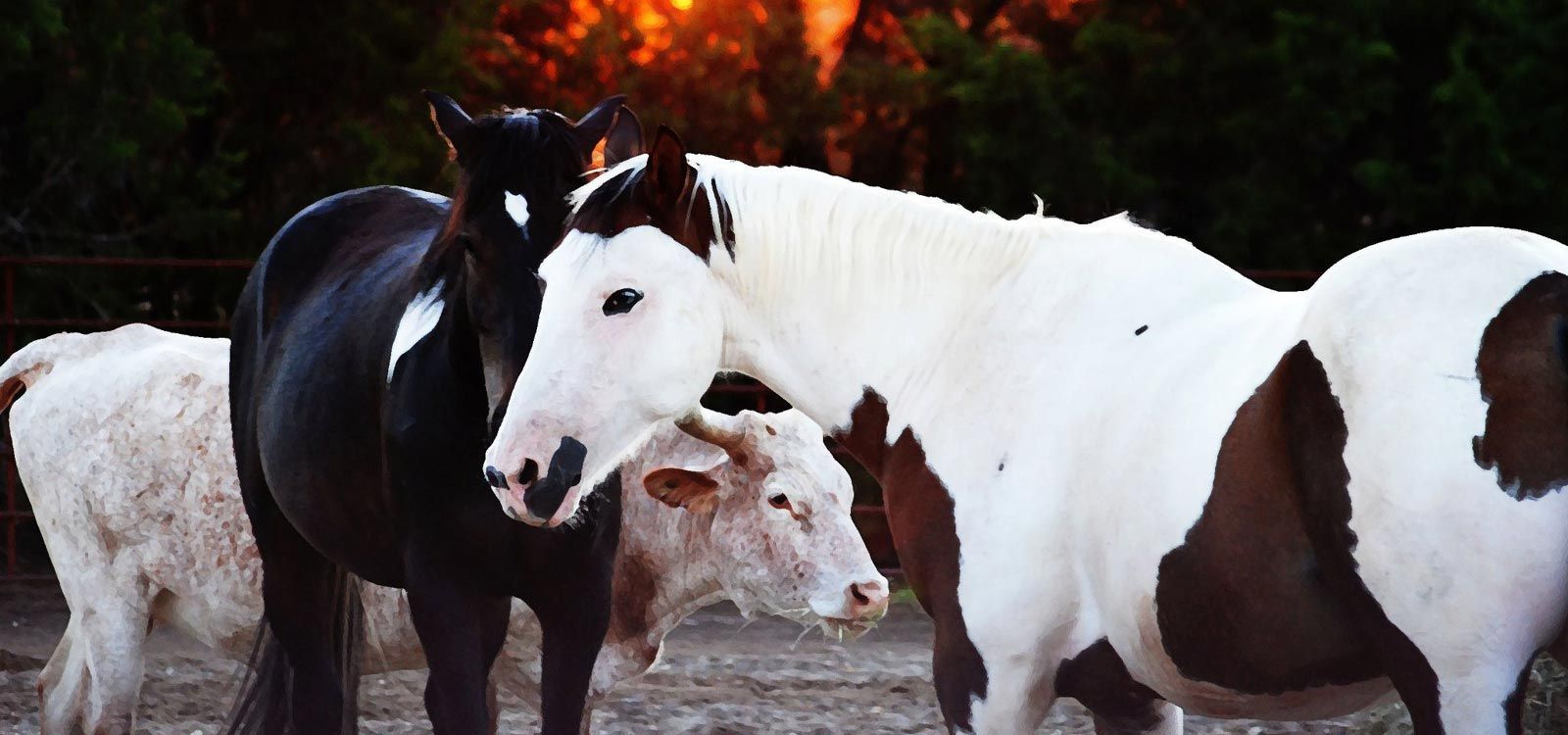 A group of horses are standing next to each other in a field.
