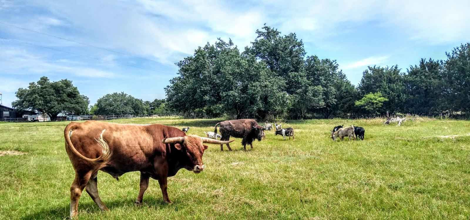 A herd of cows are grazing in a grassy field.
