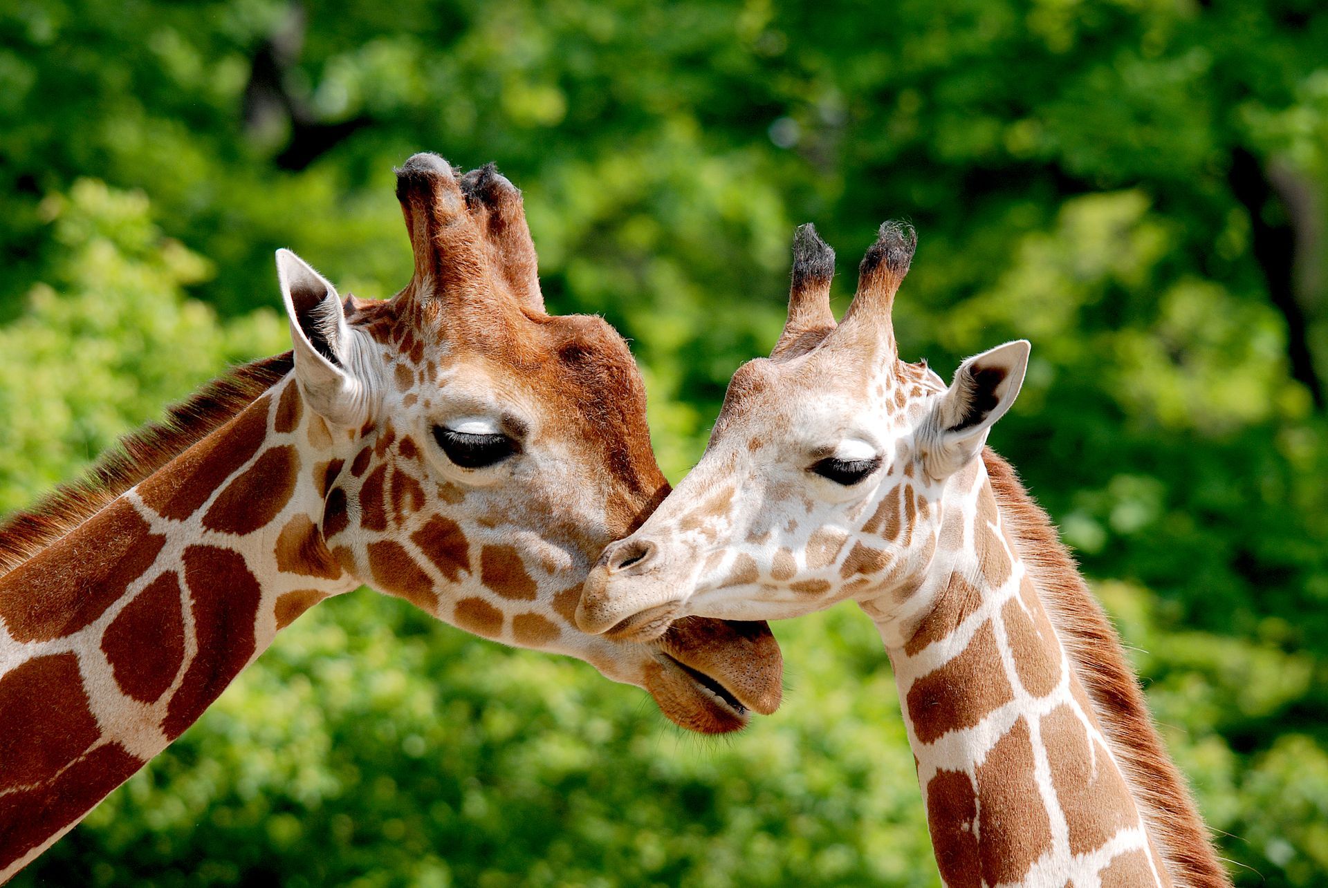 Two giraffes are standing next to each other and looking at each other.