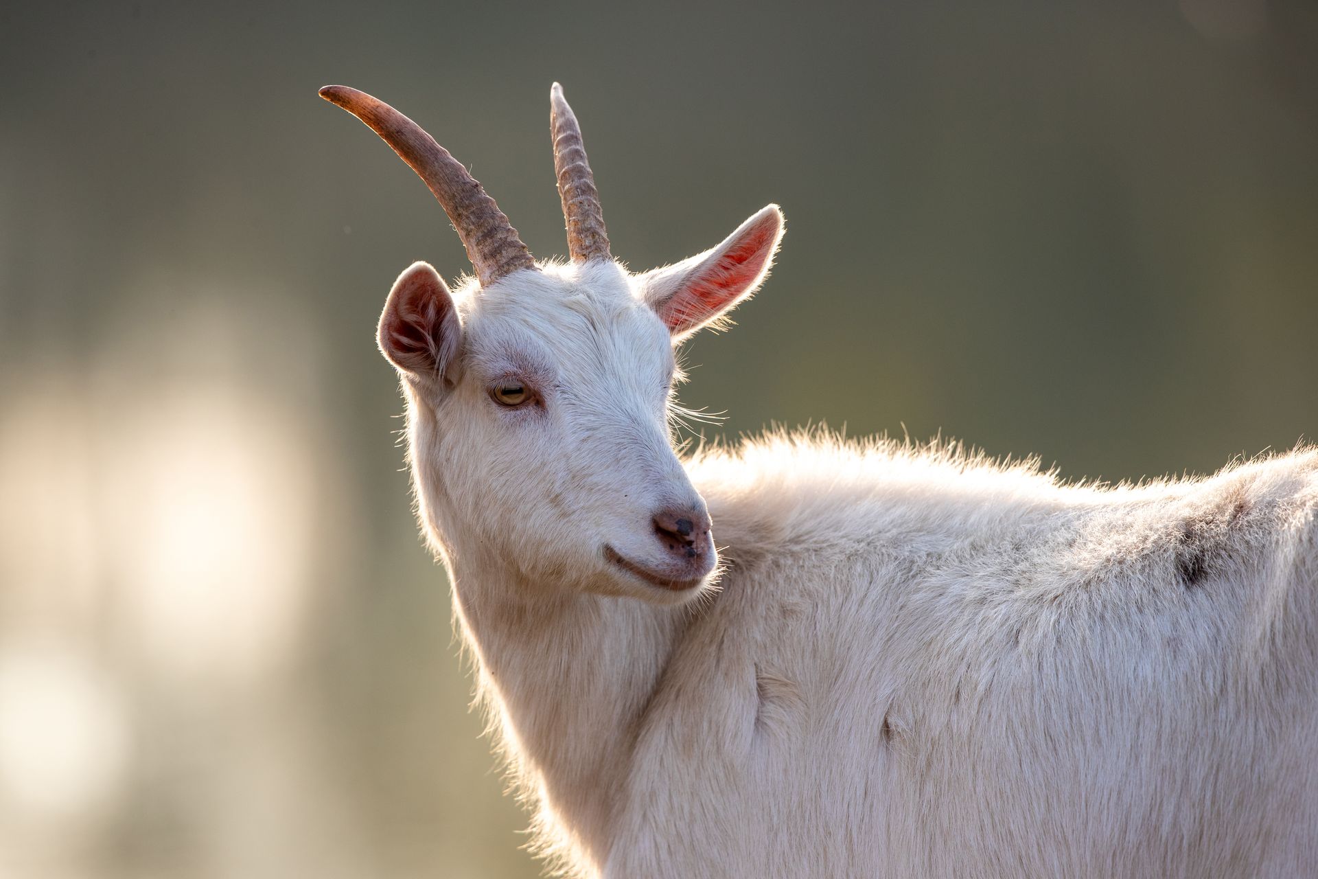 A close up of a white goat with horns looking at the camera.