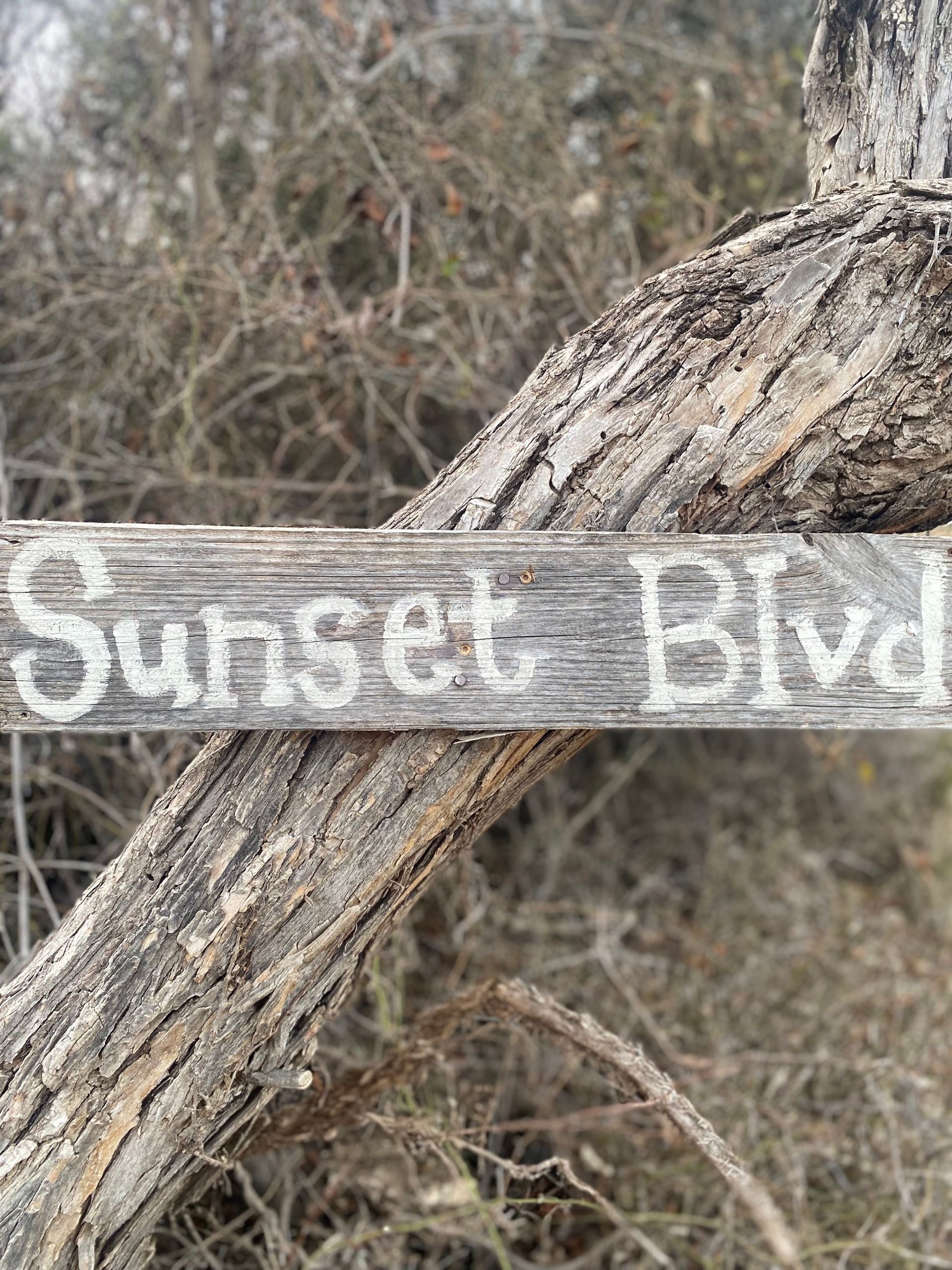 A wooden sign is sitting on a tree branch.