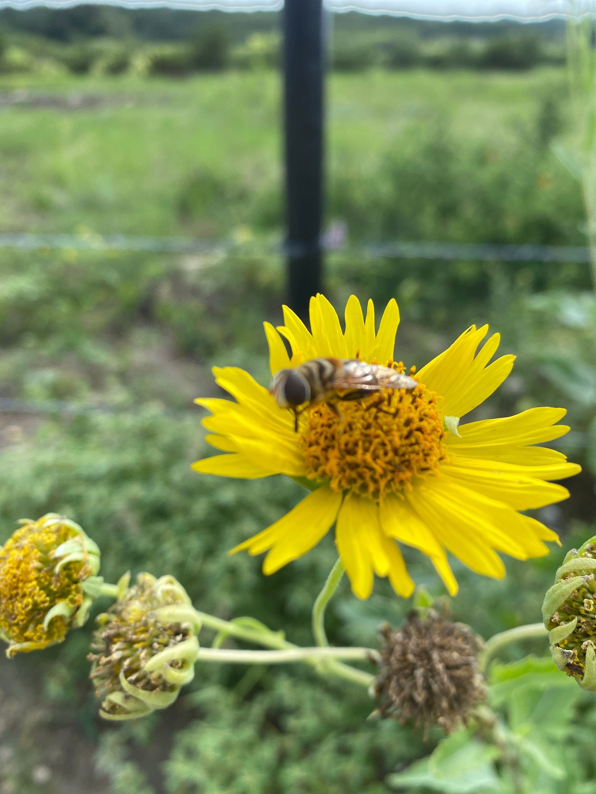 There is a painting of a man riding a horse on the wall above the bed.