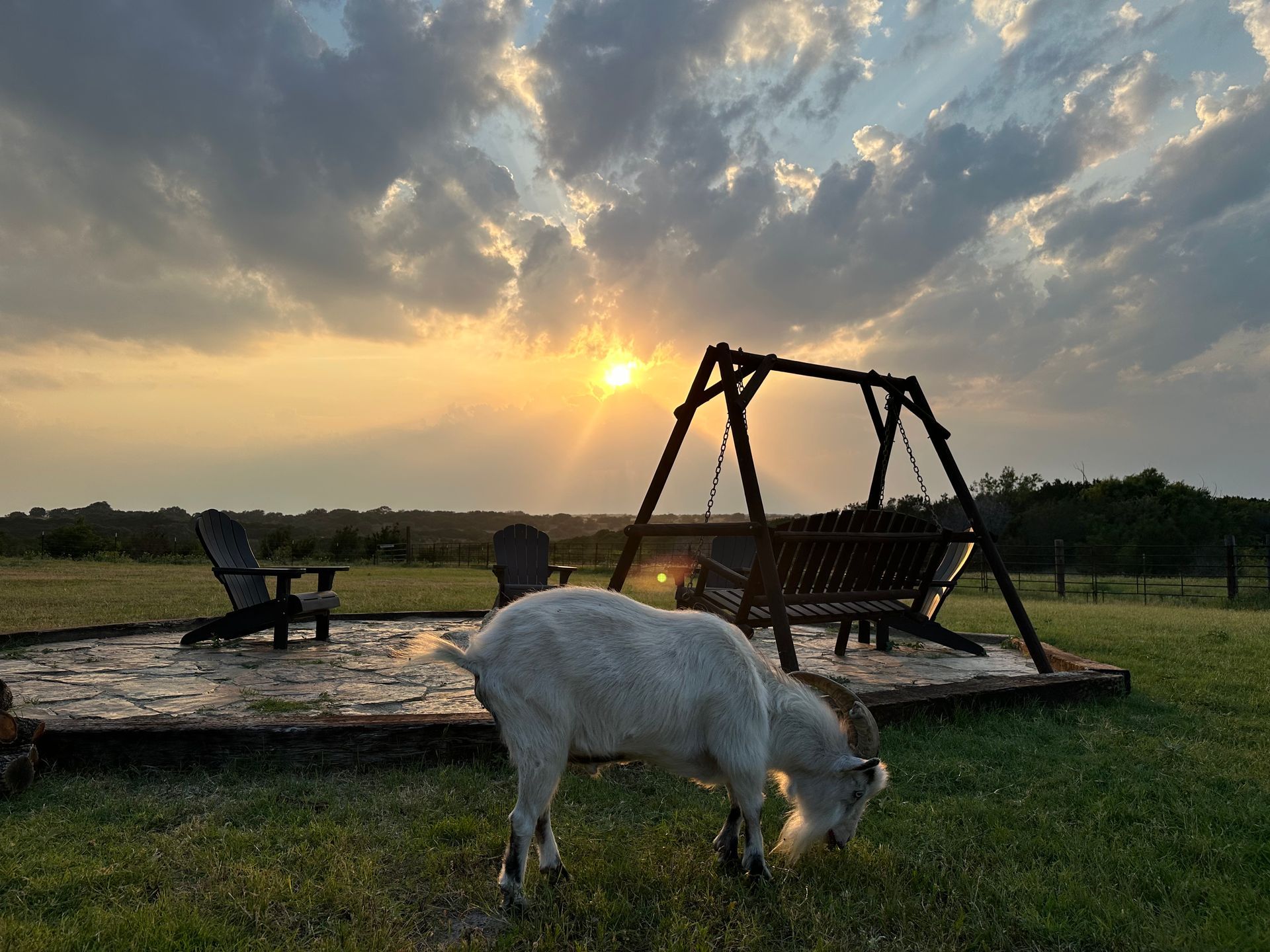 A goat is grazing in a field at sunset.