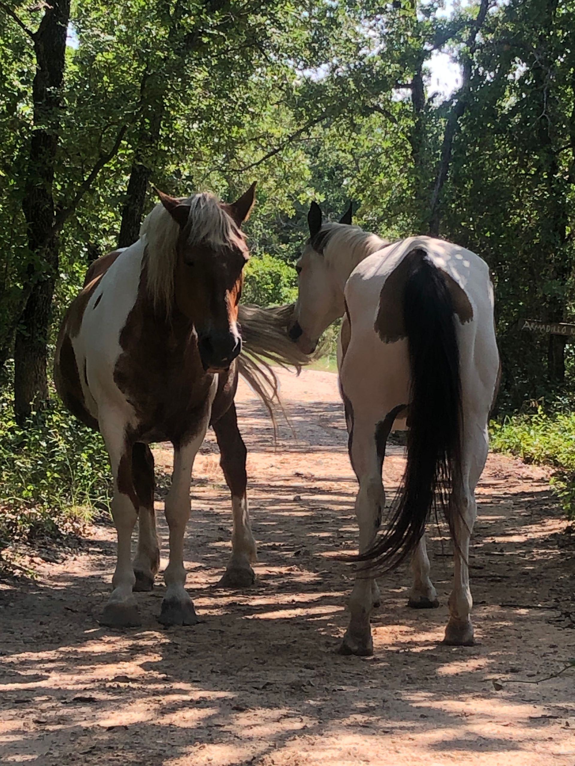 Two horses are standing next to each other on a dirt road.