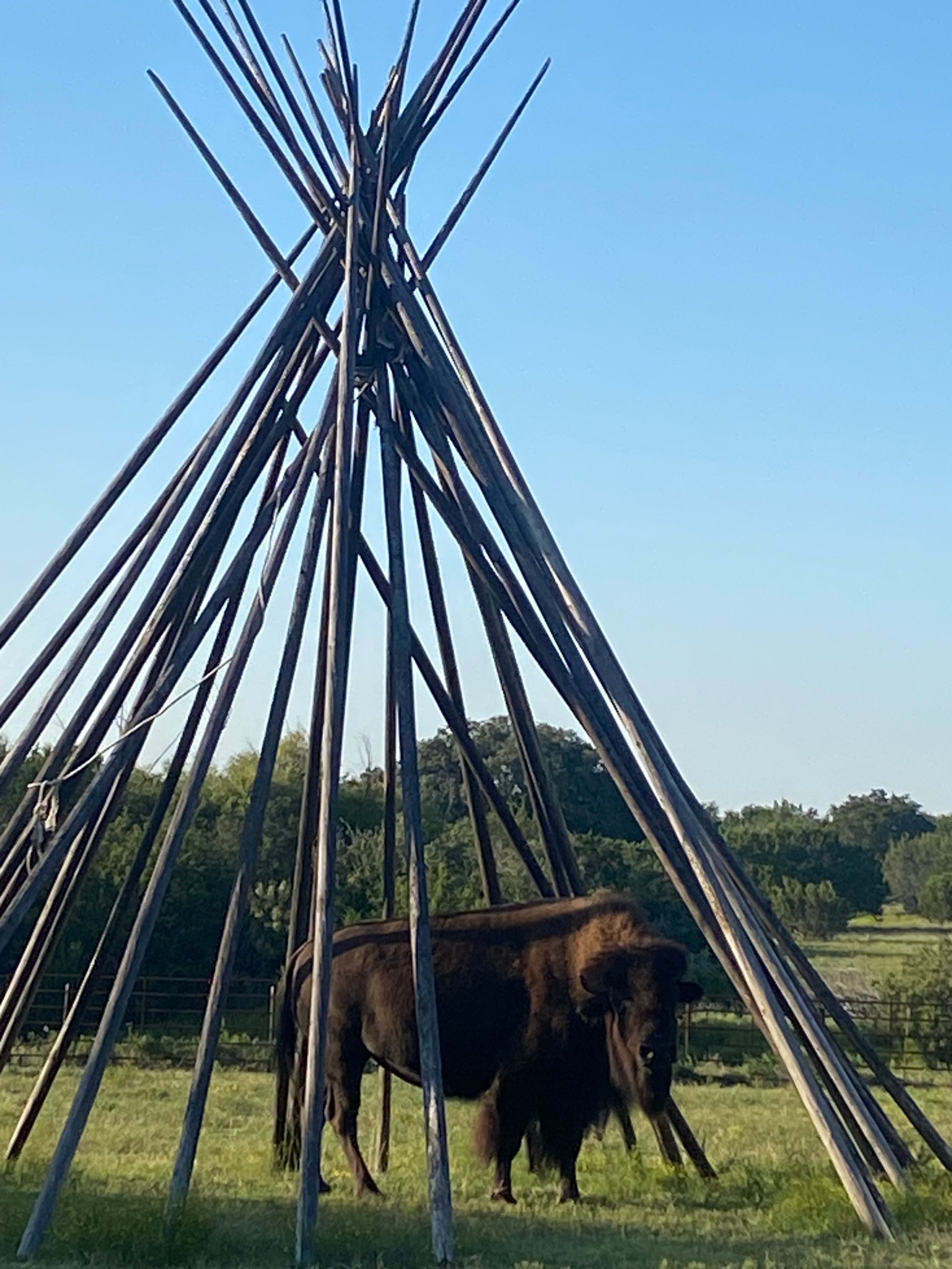 A couple of bison standing under a teepee in a field