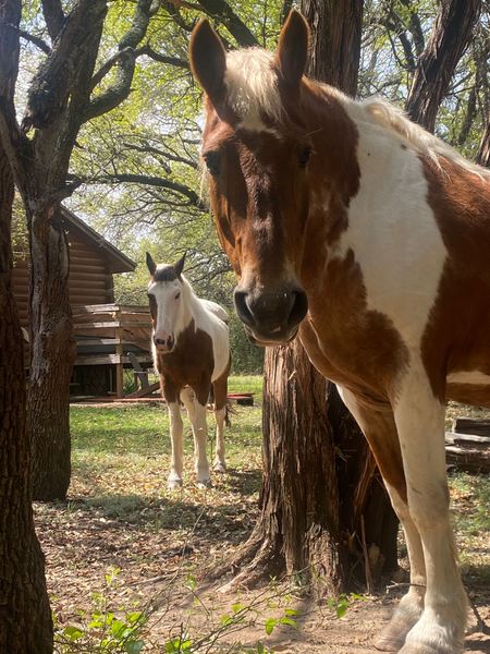 A brown and white horse standing next to a tree.
