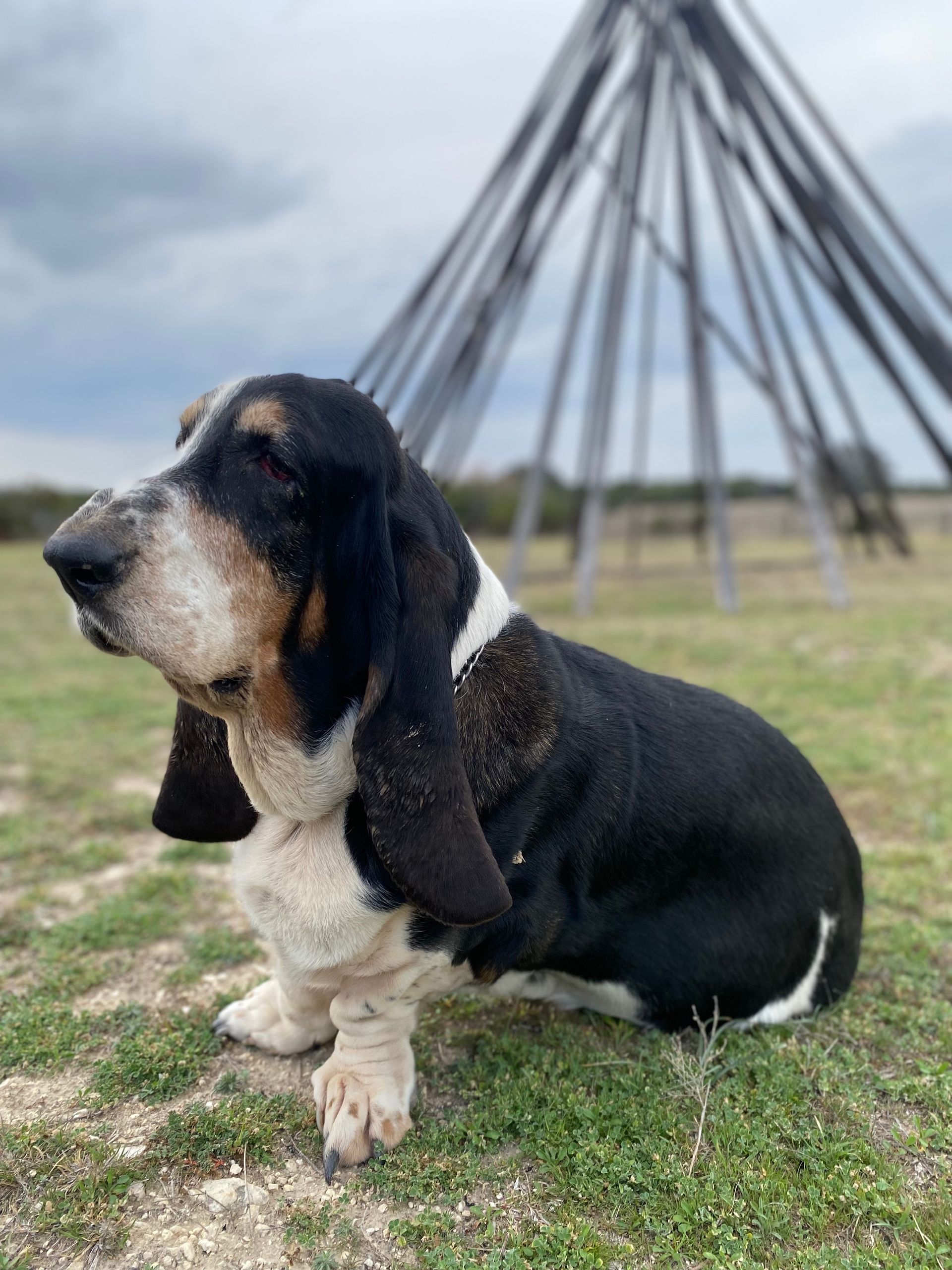 basset hound