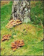 Grass With Mushroom — Roanoke, VA — Mark's Tree Services