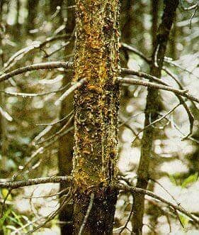 Diseased Tree Trunk — Roanoke, VA — Mark's Tree Services