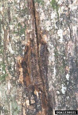 Diseased Trunk — Roanoke, VA — Mark's Tree Services