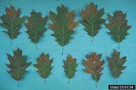 Diseased Leaves — Roanoke, VA — Mark's Tree Services