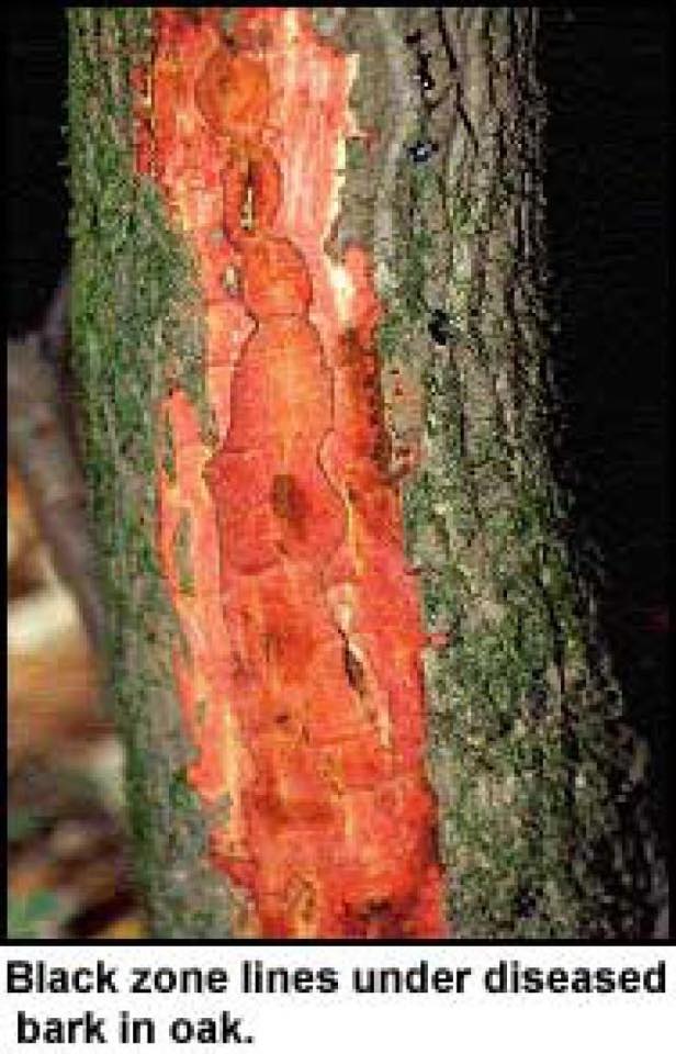 Diseased Bark In Oak — Roanoke, VA — Mark's Tree Services