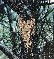 Diseased Black Tree — Roanoke, VA — Mark's Tree Services