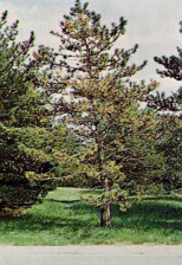 Diseased Tall Tree — Roanoke, VA — Mark's Tree Services