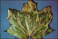 Diseased Leaf — Roanoke, VA — Mark's Tree Services