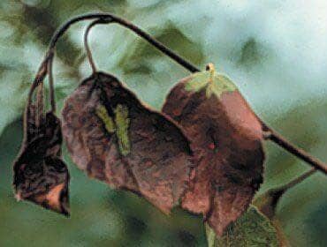 Dark Diseased Leaves Plant — Roanoke, VA — Mark's Tree Services