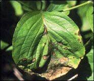 Leaf With Disease — Roanoke, VA — Mark's Tree Services