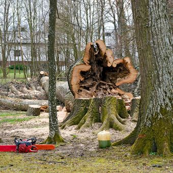 Tree Removal — Roanoke, VA — Mark's Tree Services
