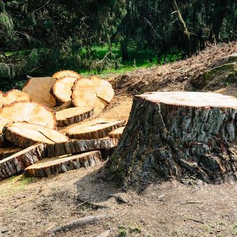 Stump Removal — Roanoke, VA — Mark's Tree Services