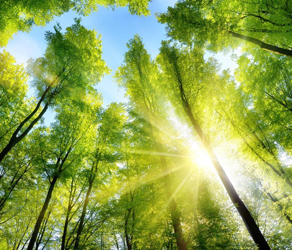 Trees And Sun Light — Roanoke, VA — Mark's Tree Services