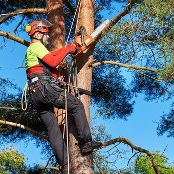 Tree Trimming — Roanoke, VA — Mark's Tree Services