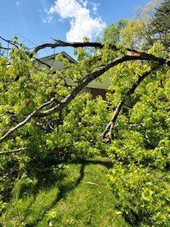Cutting Tree Branches — Roanoke, VA — Mark's Tree Services