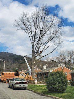 Big Tree Cutting — Roanoke, VA — Mark's Tree Services