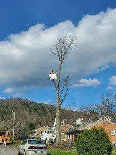 Tall Tree Cutting — Roanoke, VA — Mark's Tree Services